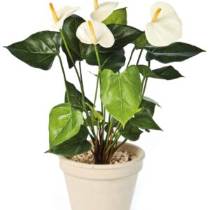 ANTHURIUM De Luxe Creme